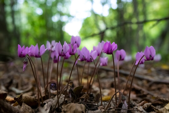 Alpenveilchen, Zyklamen, Cyclamen purpurascens, Makro