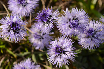 Fototapeta premium Kugelblume, Globularia cordifolia