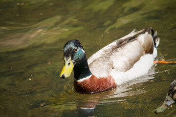 duck on the water