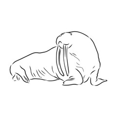 Sketch of a walrus. Hand drawn illustration converted to vector. walrus vector sketch illustration