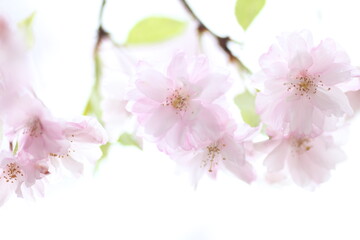 Fototapeta na wymiar しだれ桜