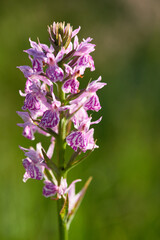 Geflecktes Knabenkraut (Dactylorhiza maculata) in der Oberlausitz	
