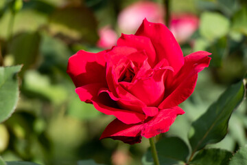 Red color rose flower on green leaf background