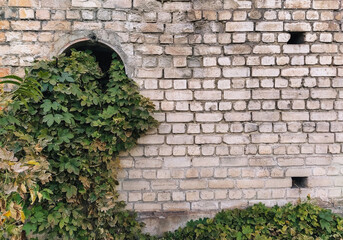 Wild grapes with green leaves grows in a metal pipe against the background of a brick wall.