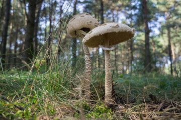 Mushroom umbrella on the background of the forest. Selective focus.