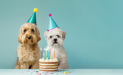 Dog friends sharing a birthday cake