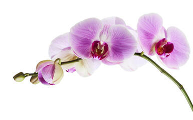 Naklejka na ściany i meble Purple orchid flower, Pink phalaenopsis (moth) orchid isolated on white background, with clipping path