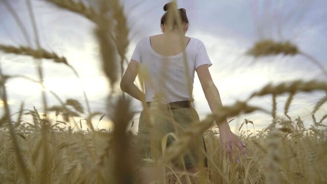 A young girl walks through a wheat field and touches the wheat with her hands.
