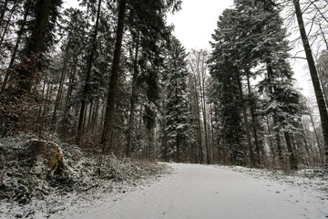 Snow-covered winter forest in northern Lake Constance near Hoechsten