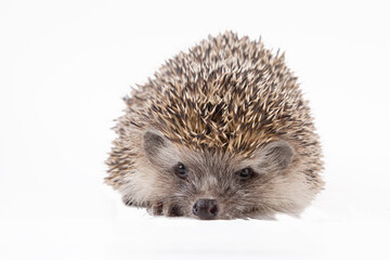 Hedgehog baby on the white background