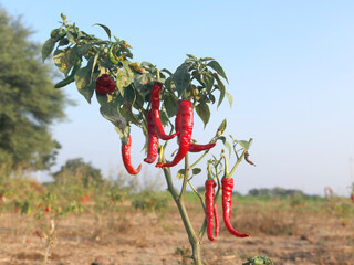 Red hot chilies grown on the chili tree in filed , Organic  healthy  food