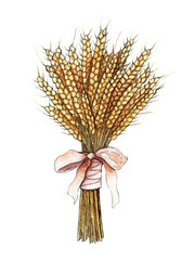 Ears of wheat. Watercolor hand drawn illustration, isolated on white background