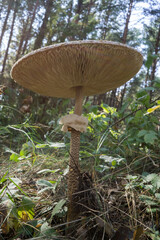 Mushroom umbrella on the background of the forest. Selective focus.