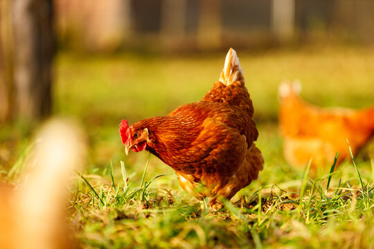 Free range organic chickens poultry in a country farm on a winter morning, germany