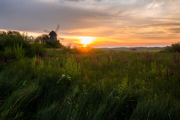 State Museum-Reserve of A. S. Pushkin. Wildflowers and grasses on the background of an old windmill and the dawn sky. Pushkinskiye Gory, Pskov region. July 2020.