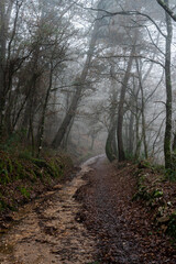 vista di un sentiero nel bosco all'alba con della leggera foschia, lungo il cammino di santiago