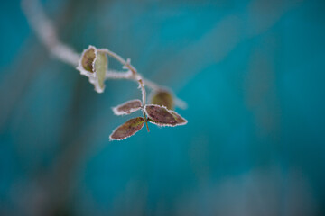 tree leaves in the snow