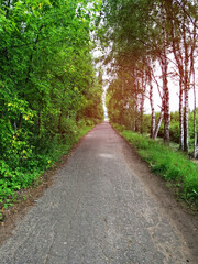 Fototapeta na wymiar path in the summer forest in Russia