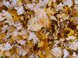 Brown oak leaves fallen on the ground