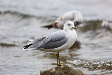 Gull standing on rock on lake shore, Whitefish Lake, Montana