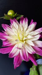 Close up of pink and white dahlia flowes on dark background