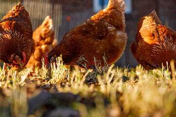 Free range organic chickens poultry in a country farm on a winter morning, germany