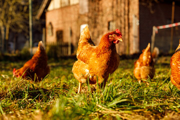 Free range organic chickens poultry in a country farm on a winter morning, germany
