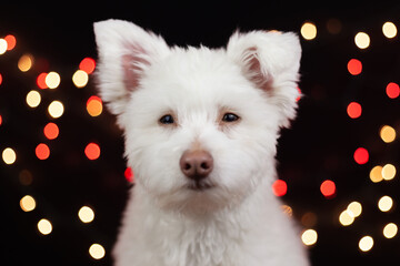 Fototapeta na wymiar A white, fluffy, grumpy looking mixed breed dog on a black background with lights behind him. The dog is mainly Chihuahua, Japanese Spitz, and Standard Poodle. Image has a shallow depth of field.