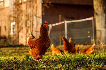 Free range organic chickens poultry in a country farm on a winter morning, germany