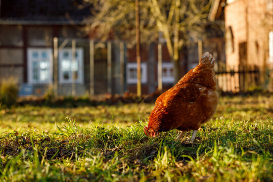 Free range organic chickens poultry in a country farm on a winter morning, germany