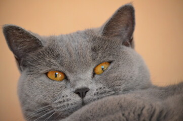 grey cat
british cat