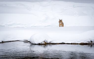 A bobcat (Lynx rufus) hunting for prey along the Madison River in Yellowstone National Park, WY,...