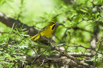 Yellow Cardinal, Gubernatrix cristata, Endangered species in La Pampa, Argentina