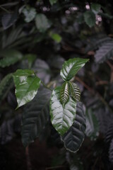 Fototapeta na wymiar beautiful coffee farm in Yogyakarta Indonesia