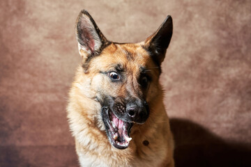 German shepherd catches food on brown studio background. Adorable pet dog eats dry food and poses. Emotional shots with close up portrait of dog.