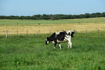 Cattle in Argentine countryside,La Pampa Province, Argentina.