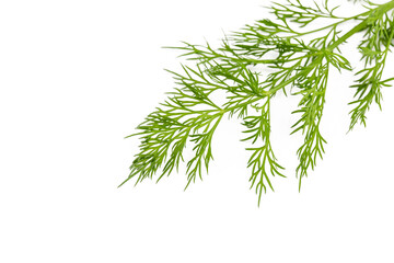 Fresh green dill on a white background