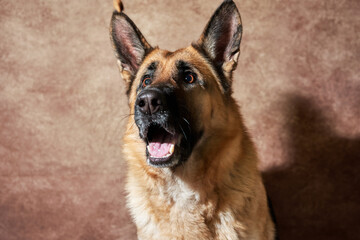 German shepherd catches food on brown studio background. Adorable pet dog eats dry food and poses. Emotional shots with close up portrait of dog.