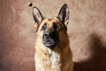 Obraz premium German shepherd catches food on brown studio background. Adorable pet dog eats dry food and poses. Emotional shots with close up portrait of dog.