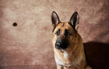 German shepherd catches food on brown studio background. Adorable pet dog eats dry food and poses. Emotional shots with close up portrait of dog.