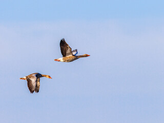 Clear blue sky and two Greylag geese