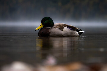 ente auf nebligen See