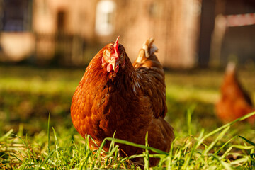 Free range organic chickens poultry in a country farm on a winter morning, germany