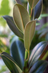 Naklejka na ściany i meble Ficus Elastica Melany Leaf close-up on a white background. Indoor plant.