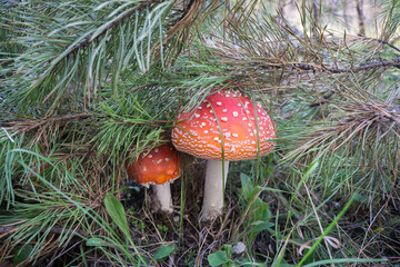 Close-up of a poisonous amanita mushroom in nature. Selective focus. Blurred background.