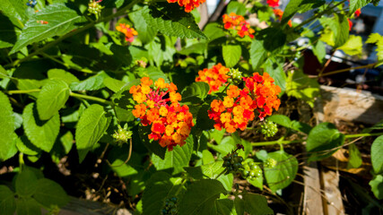 flowers more vivid in the sunlight