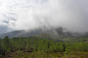 Fototapeta na wymiar Cloudy mountain woods