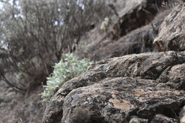 Un día de paseo en el bosque, disfrutando de las bellezas de la naturaleza.