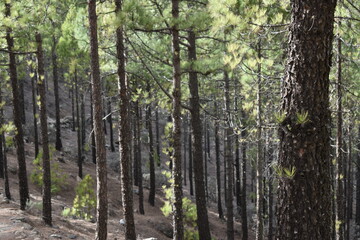 Un día de paseo en el bosque, disfrutando de las bellezas de la naturaleza.