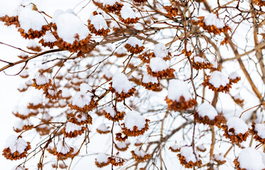 Dry brown bush branches with seeds in the snow close-up. Natural plant winter background, abstract, neutral colors, minimalistic